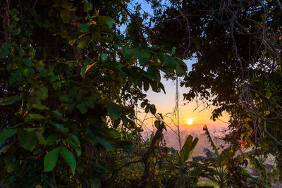 Low angle view of trees against sky during sunset