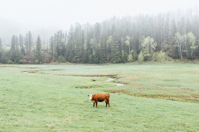 Cow in a field against foggy backdrop