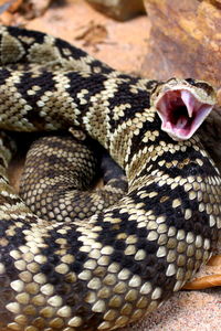 Close-up of lizard on ground