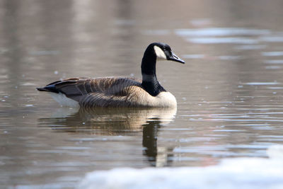 Canada goose swimming in lake