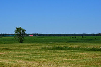 Scenic view of field against clear blue sky