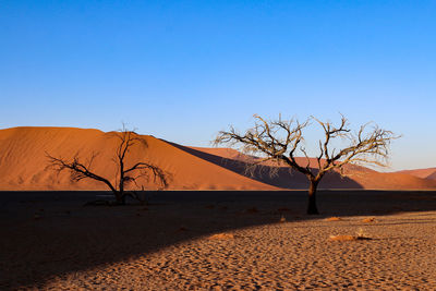 Bare tree in desert against clear blue sky
