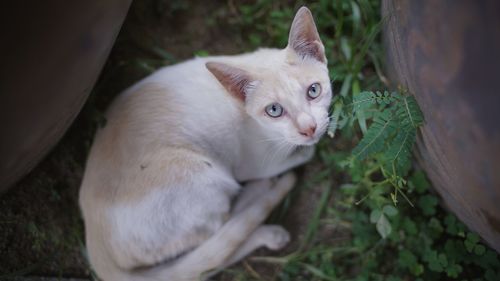 High angle portrait of cat