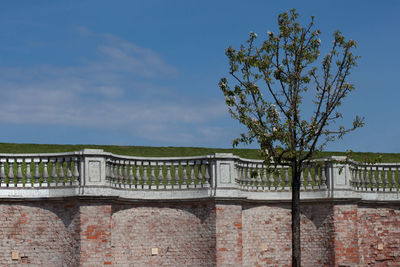 Trees against sky