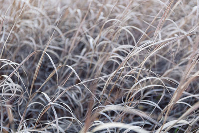 Close-up of dry plants on field