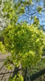 Low angle view of flowering plant