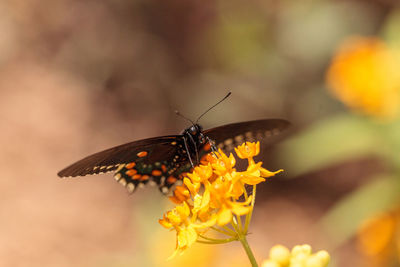 Close-up of butterfly pollinating on flower