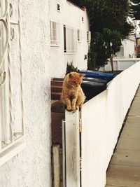 Cat sitting on a building