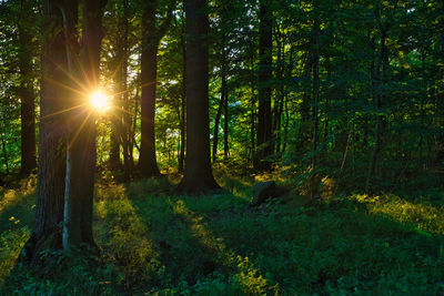 Sunlight streaming through trees in forest