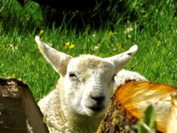 Close-up portrait of sheep on field