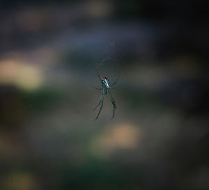 Close-up of spider on web