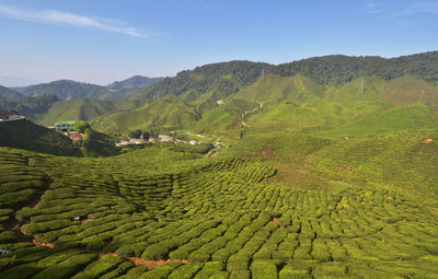 Tea fields