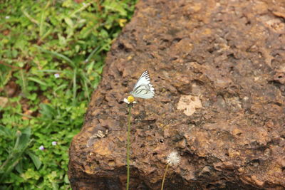 High angle view of butterfly flying