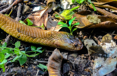 High angle view of lizard on field