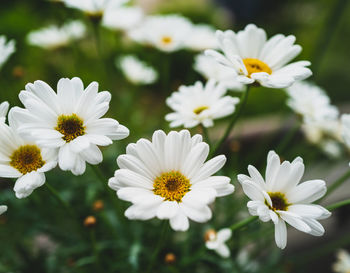 Close-up of white daisy flowers