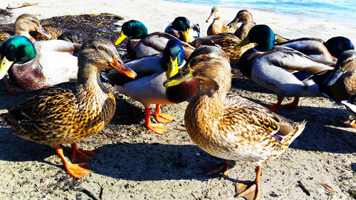 High angle view of birds on beach