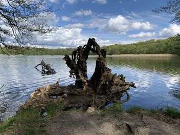 View of birds in lake against cloudy sky