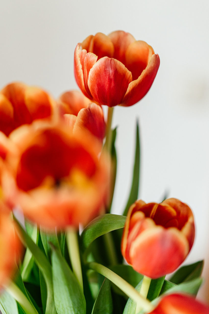 plant, flower, flowering plant, freshness, tulip, beauty in nature, close-up, nature, petal, flower head, red, fragility, no people, leaf, flower arrangement, selective focus, plant part, inflorescence, studio shot, indoors, bunch of flowers, growth, yellow, green, orange color, bouquet