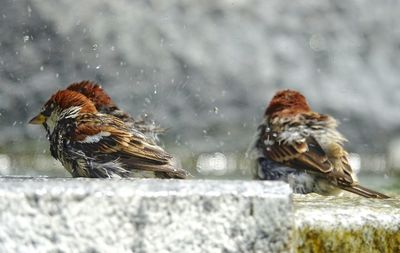 Sparrows bathing in the fountain