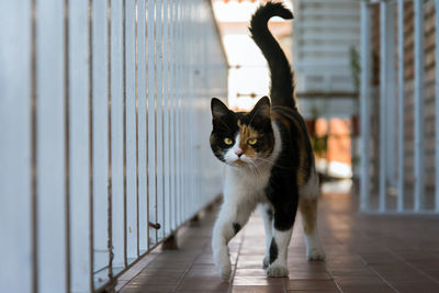 Portrait of cat walking by railing in balcony