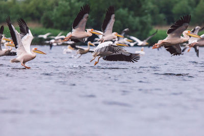 Flock of pelicans flying