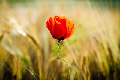 Close-up of poppy blooming in field