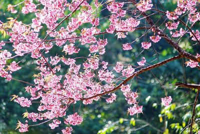 Close-up of pink cherry blossoms in spring