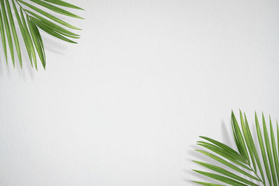 Close-up of palm leaves against white background