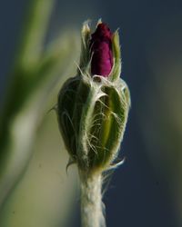 Close-up of flower plant