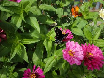 Close-up of butterfly on pink flowers blooming outdoors