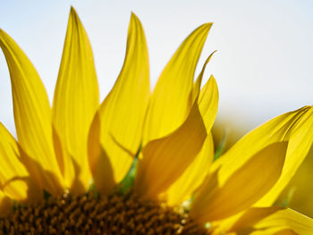 Close-up of yellow flowering plant against sky