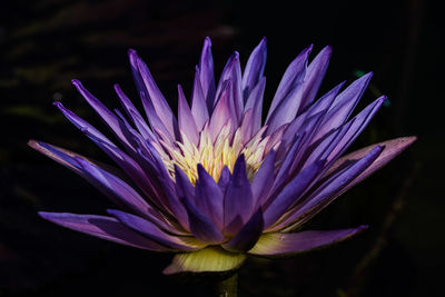 Close-up of flower blooming outdoors