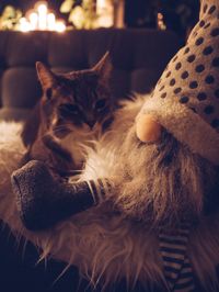 Close-up of a cat resting at home