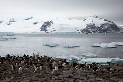 Penguins perching against frozen sea