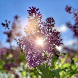 Low angle view of purple flowering plant against sky