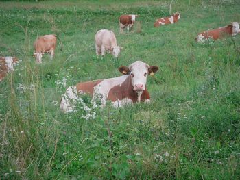 Cows in a field