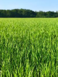 Close-up of crops growing on field