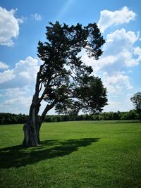 Tree on field against sky