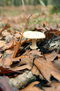 Close-up of mushroom growing on tree trunk