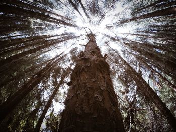 Low angle view of trees against sky
