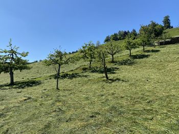 Trees on field against clear sky