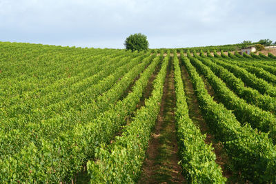 Scenic view of agricultural field against sky