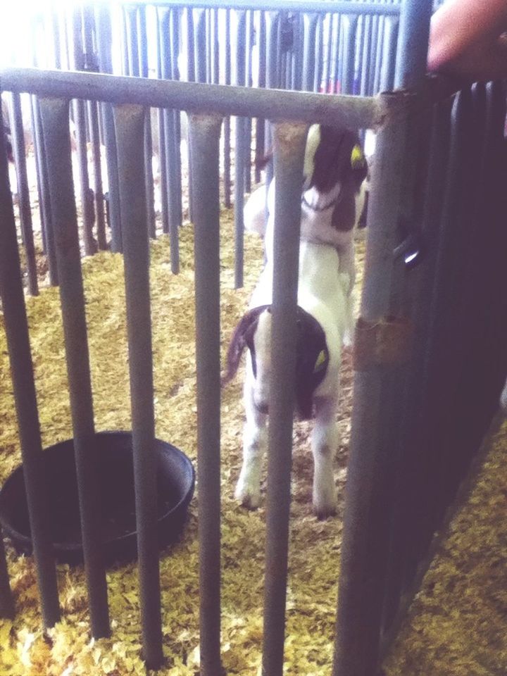 animal themes, fence, metal, railing, domestic animals, sunlight, mammal, one animal, day, close-up, outdoors, focus on foreground, wood - material, pets, water, nature, part of, no people, chair, park - man made space