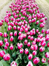 High angle view of pink tulips in park