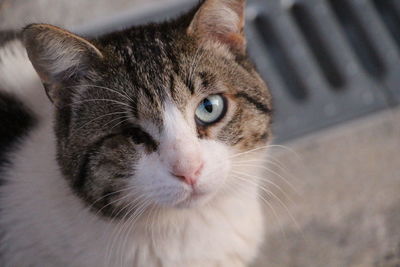 Close-up portrait of cat