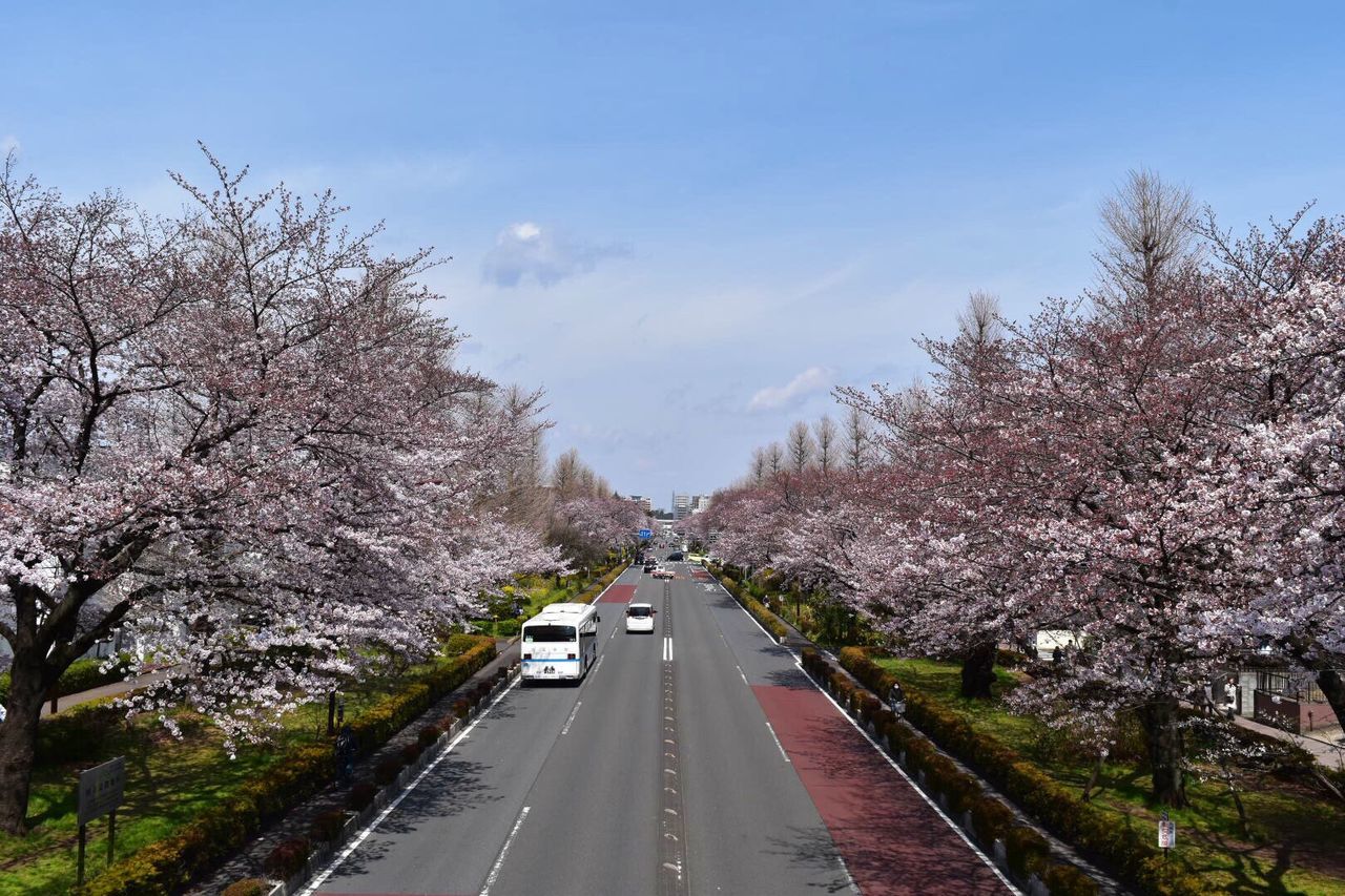 tree, transportation, road, highway, springtime, outdoors, sky, no people, day, driveway