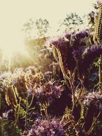 Close-up of purple flowers