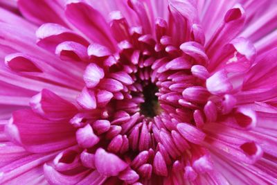 Full frame shot of pink flowering plant