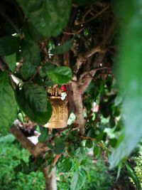 Close-up of plant on tree