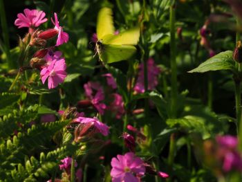 Close-up of butterfly pollinating on pink flowering plant